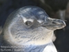 Cape Point penguins -38