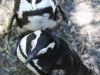 Cape Point penguins -44