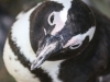 Cape Point penguins -45