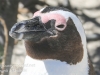 Cape Point penguins -9