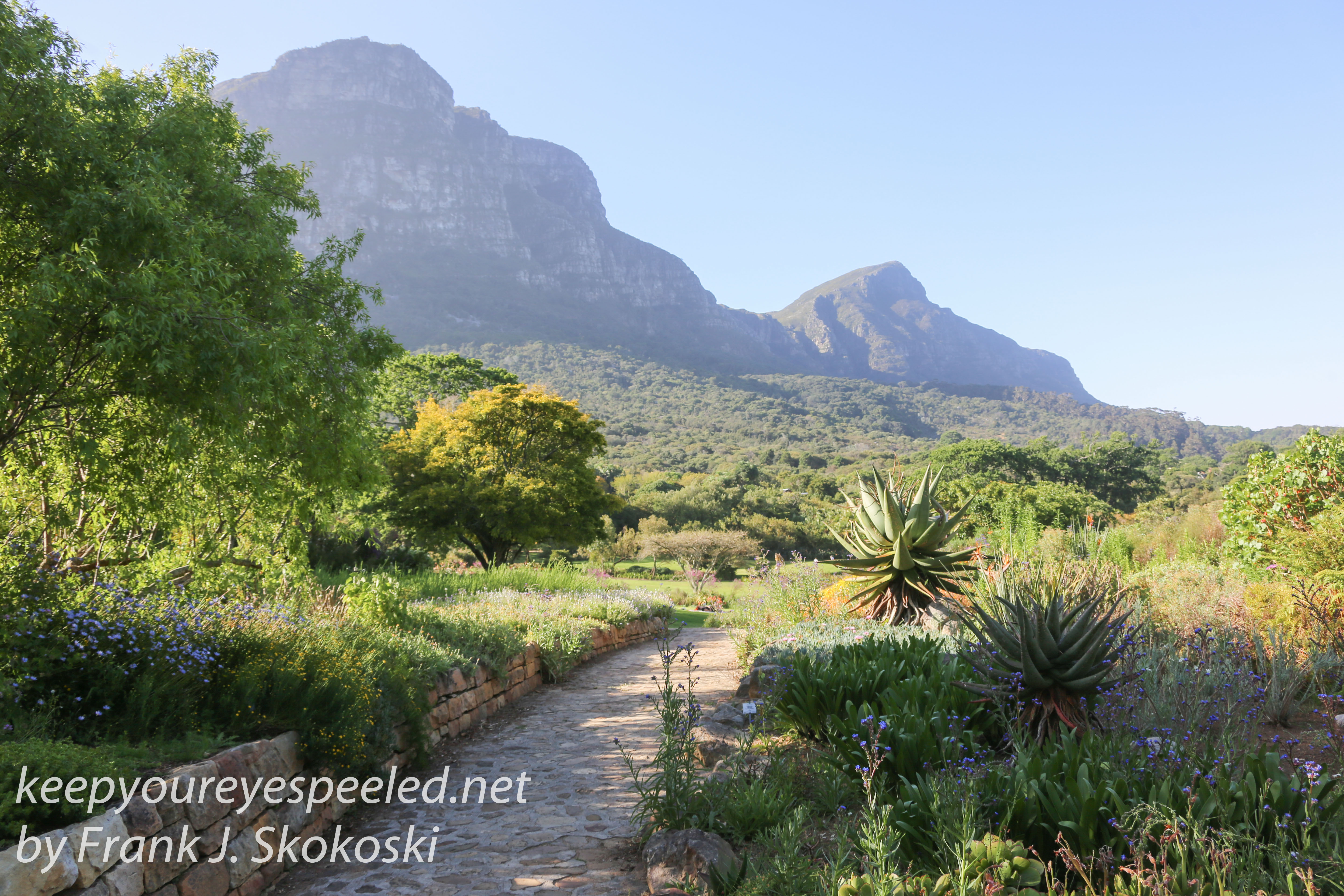 Capetown botanical gardens -35