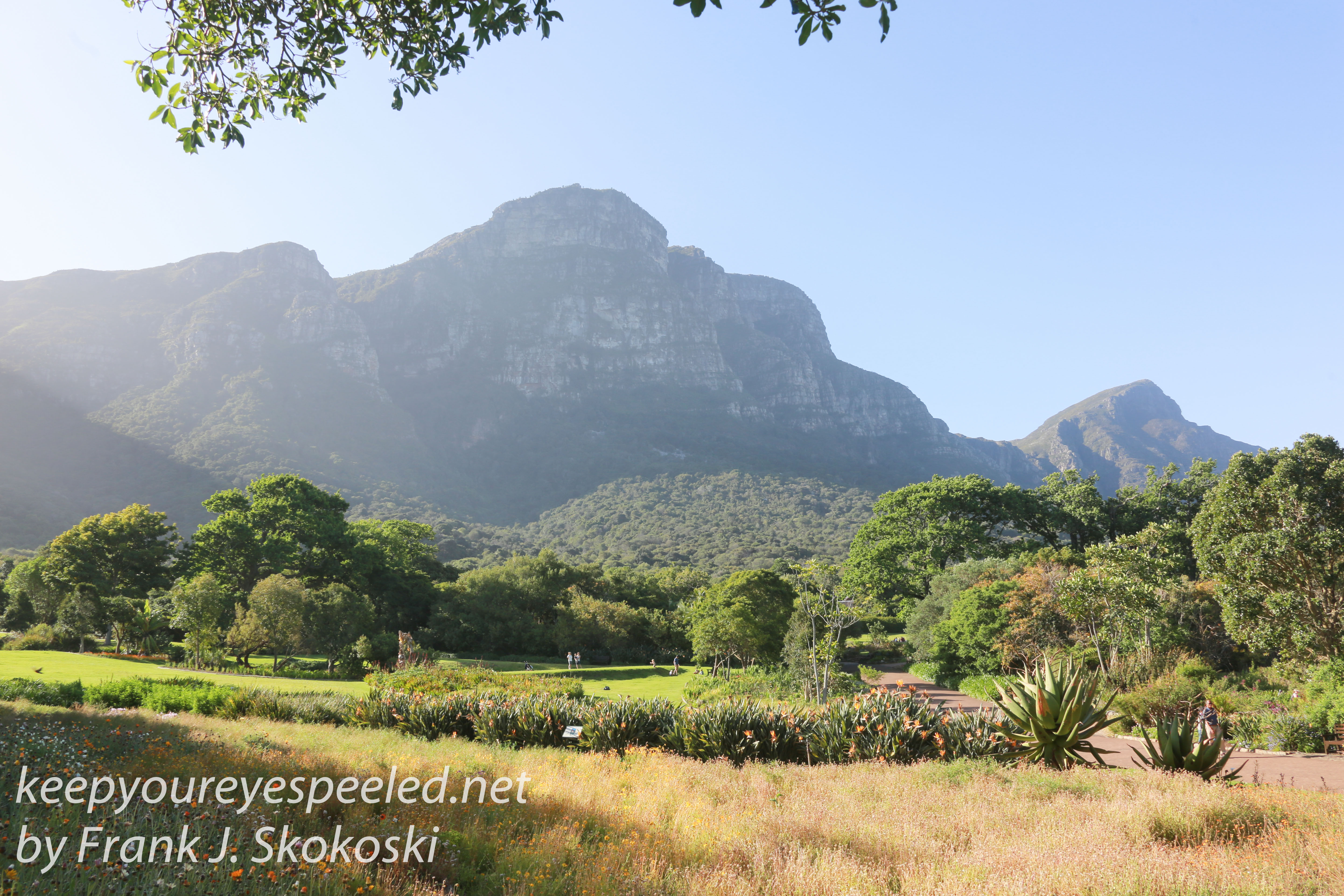 Capetown botanical gardens -38