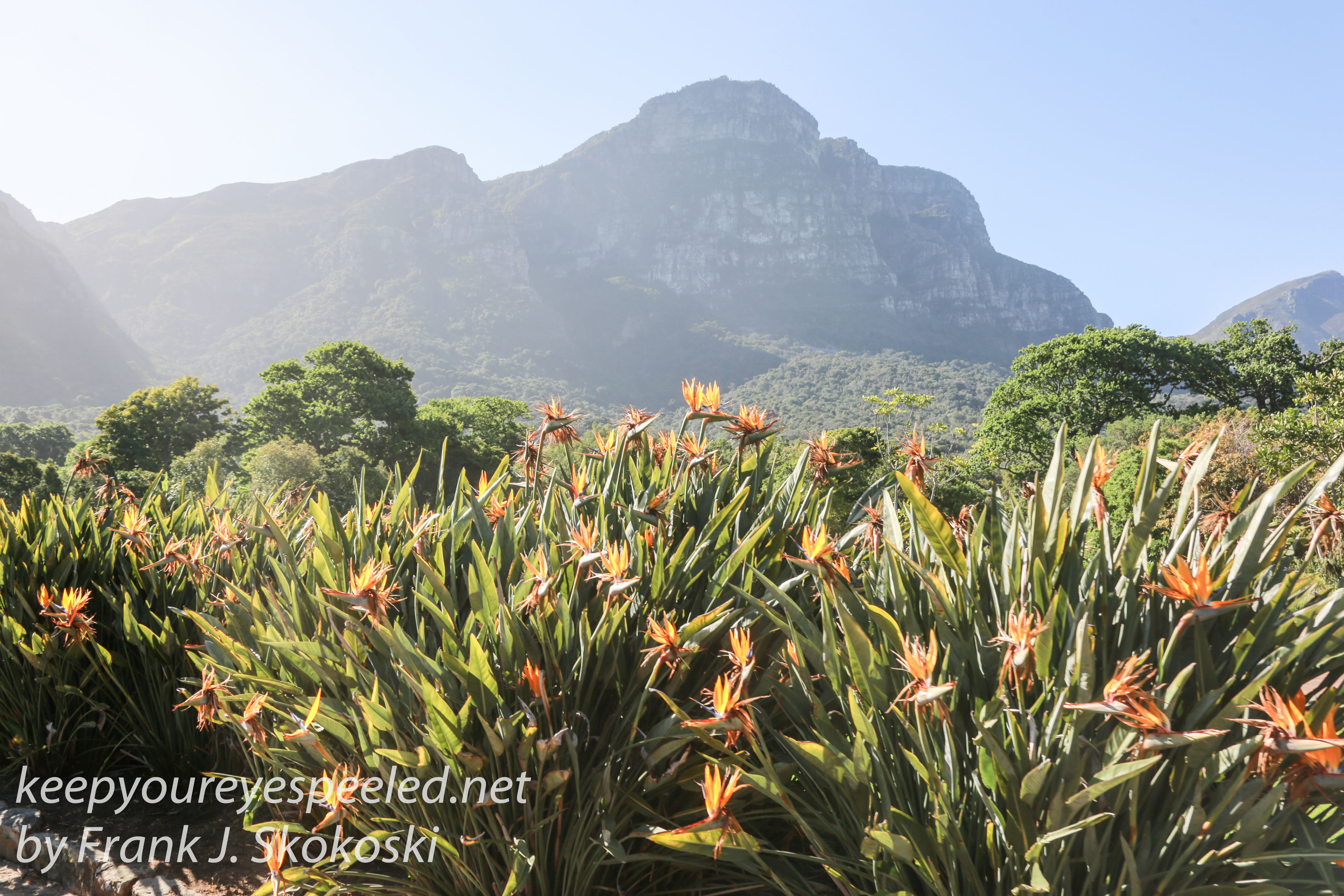 Capetown botanical gardens -9