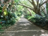 Capetown botanical gardens -2