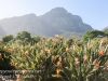 Capetown botanical gardens -9