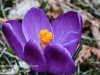 spring flowers -9
