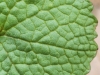 leaf (11 of 24).jpg
