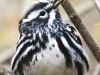State game lands 119 black-and-white-warbler -14