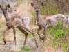 State game lands 119 deer-4