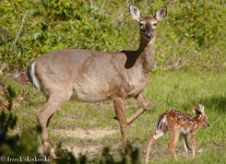 State-Game-lands-141-Doe-and-fawn-21-of-44