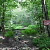 Pinchot-State-Forest-hike-16-of-44
