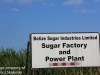 sugar cane (9 of 11).jpg