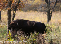 North Dakota Buffalo   (1 of 10)