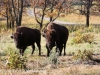 North Dakota Buffalo   (7 of 10)