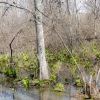 Susquehanna-Wetlands-8-of-49