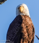 Susquehanna Wetlands bald eagle March 4 2022