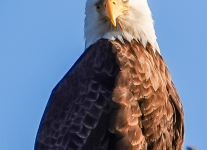 Susquehanna-Wetlands-bald-eagle-21-of-30