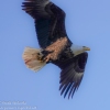 Susquehanna-Wetlands-bald-eagle-11-of-30