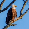 Susquehanna-Wetlands-bald-eagle-14-of-30