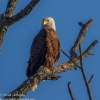 Susquehanna-Wetlands-bald-eagle-19-of-30