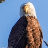 Susquehanna-Wetlands-bald-eagle-21-of-30