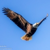 Susquehanna-Wetlands-bald-eagle-5-of-30