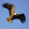 Susquehanna-Wetlands-bald-eagle-8-of-30
