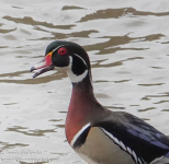Susquehanna Wetlands  birds  April 1 2022  