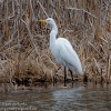 Susquehanna-Wetlands-birds-11-of-50
