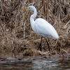 Susquehanna-Wetlands-birds-12-of-50