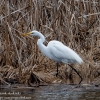 Susquehanna-Wetlands-birds-13-of-50
