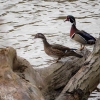Susquehanna-Wetlands-birds-18-of-50