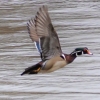 Susquehanna-Wetlands-birds-3-of-50