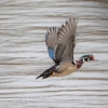 Susquehanna-Wetlands-birds-9-of-50