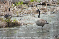 Susquehanna Wetlands birds April 10 2021