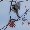Susquehanna-Wetlands-birds-4-of-38