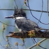Susquehanna-Wetlnds-birds-13-of-33