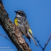 Susquehanna-Wetlnds-birds-16-of-33
