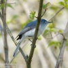 Susquehanna-Wetlnds-birds-18-of-33