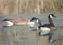 Susquehanna-Wetlands-birds-1-of-34