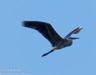 Susquehanna Wetlands birds August 14 2022 