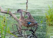 Susquehanna-Wetlands-birds-2-of-31