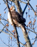 Susquehanna Wetlands birds December 12 2021 
