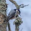 Susquehanna-Wetlands-birds-14-of-40