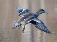 Susquehanna Wetlands birds December 26 2021 