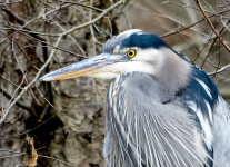 Susquehanna-Wetlands-birds-29-of-37