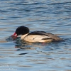 Susquehanna-wetlands-birds-10-of-31