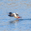 Susquehanna-wetlands-birds-15-of-31