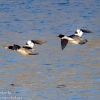 Susquehanna-wetlands-birds-17-of-31