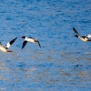 Susquehanna-wetlands-birds-18-of-31